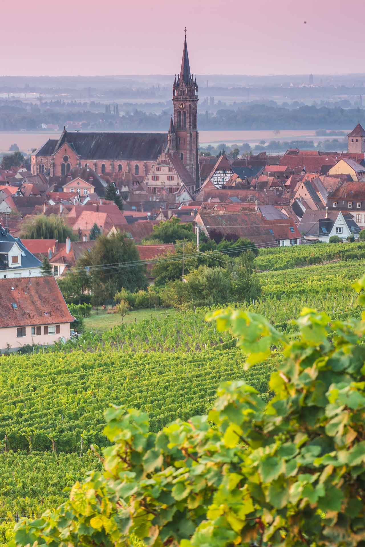 photo de l'église de Dambach-la-Ville depuis les vignes