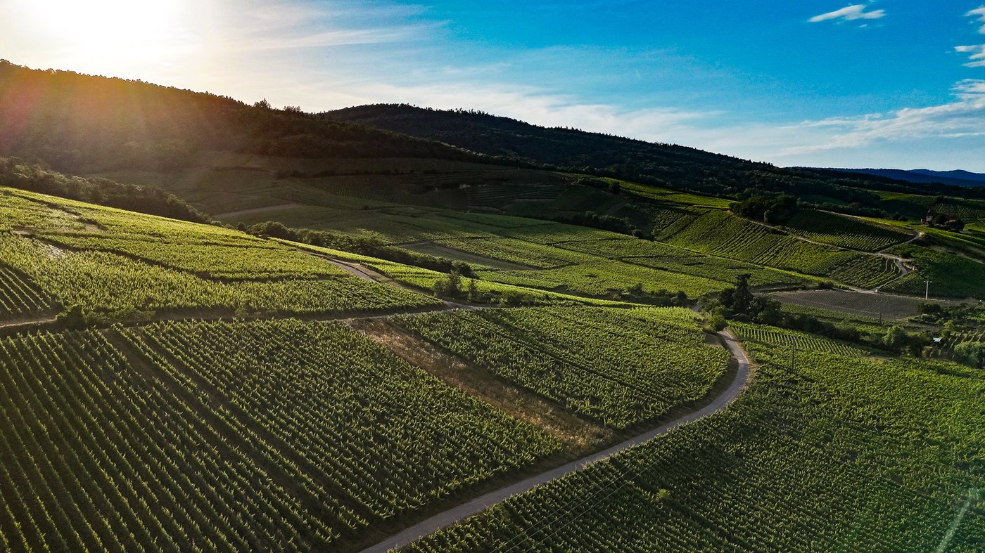 Vignoble de Dambach la Ville