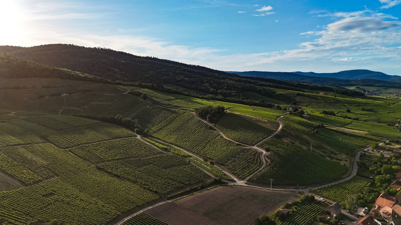 L'amphithéâtre de vignes