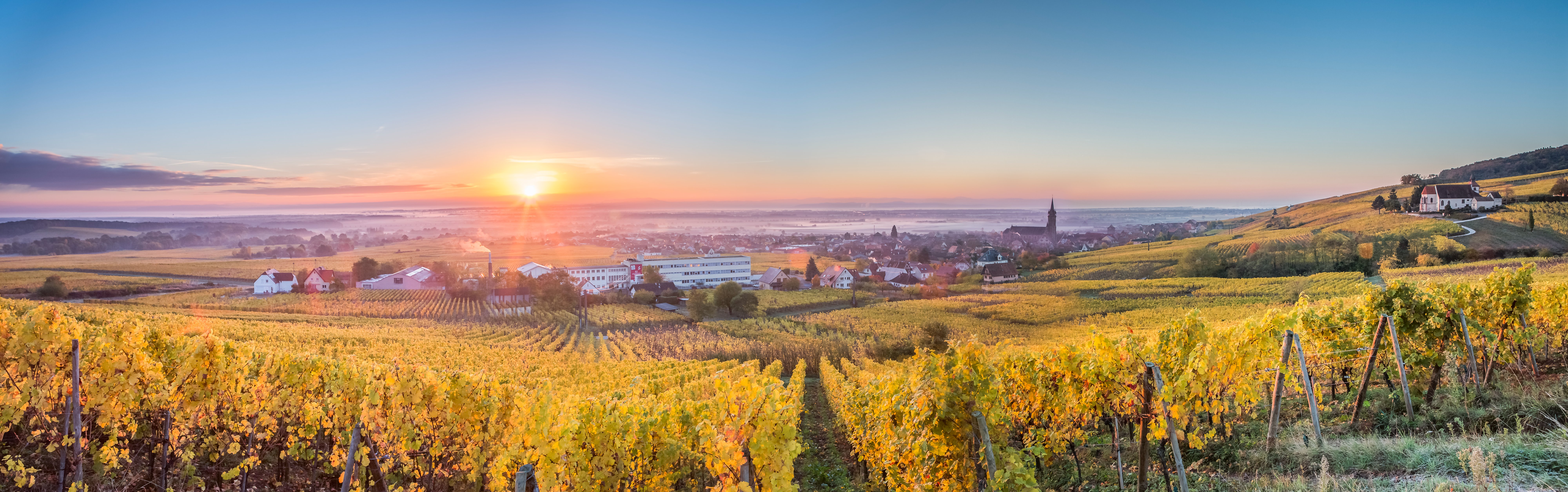Dambach la Ville · Vignoble alsacien