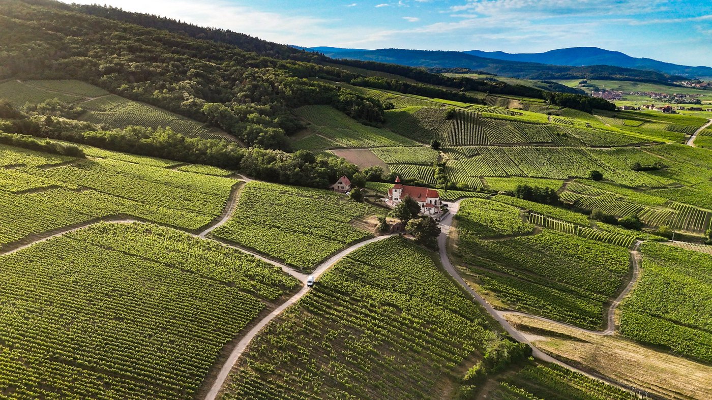 Le vignoble de Dambach la Ville