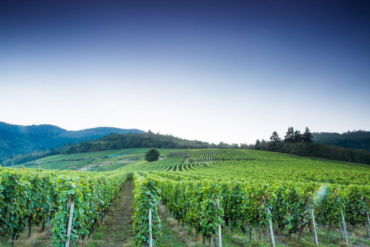 Vignoble Frankstein