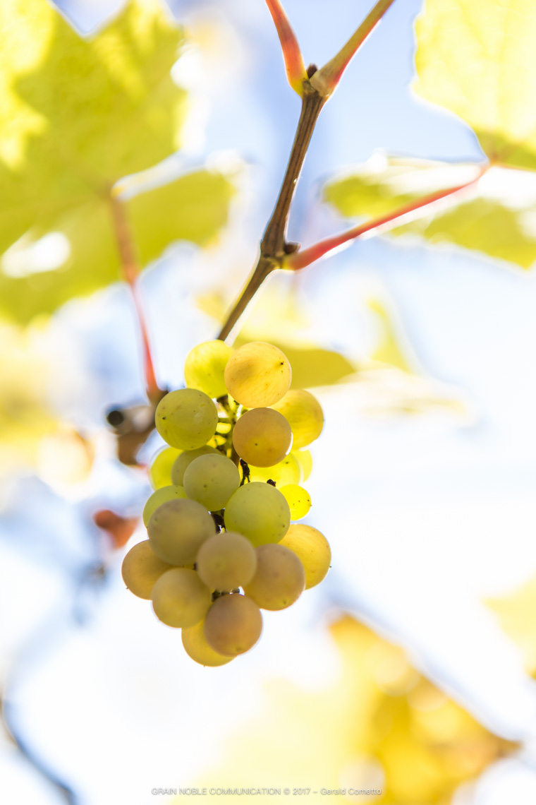 Grappe de raisins blancs