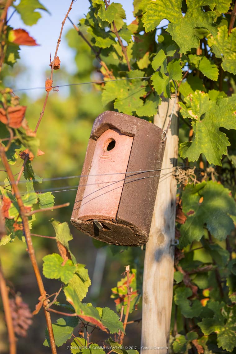 Nichoir à oiseaux dans les vignes