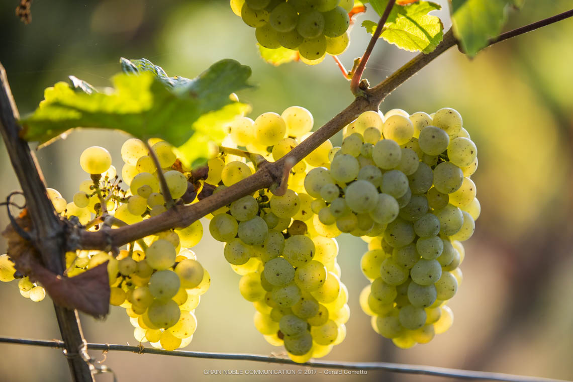 Grappes de riesling en lumière