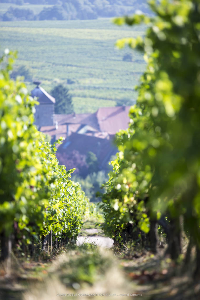 Rang de vignes et village en fond