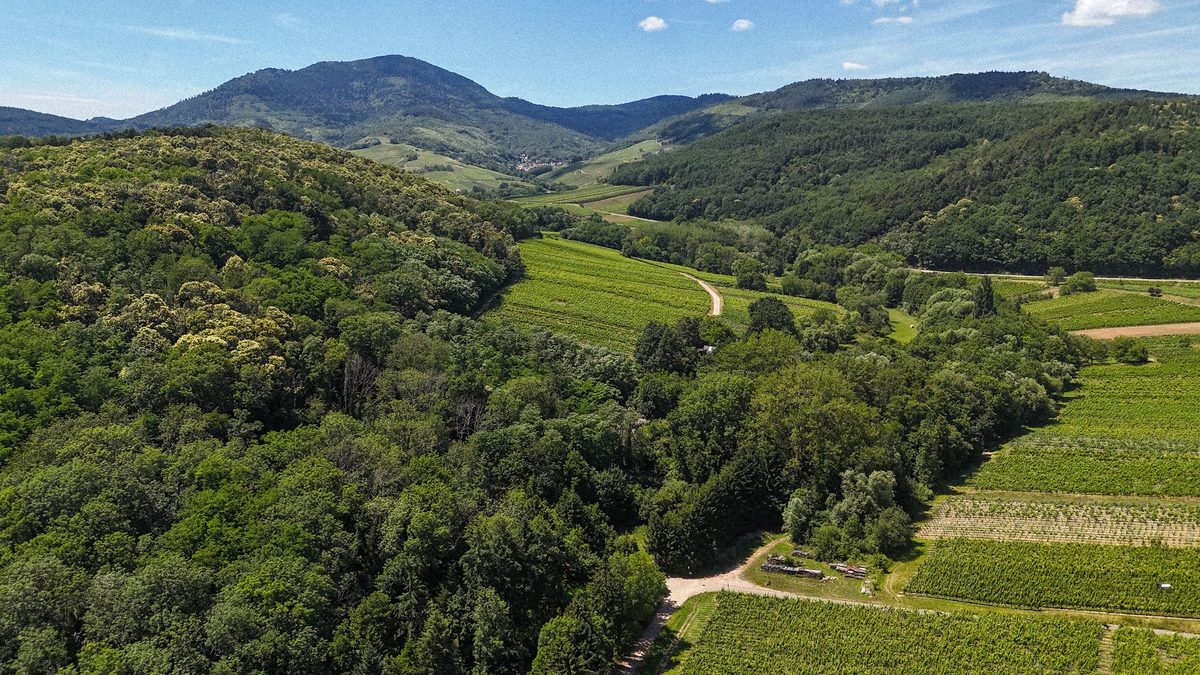 Vignoble Itterswiller
