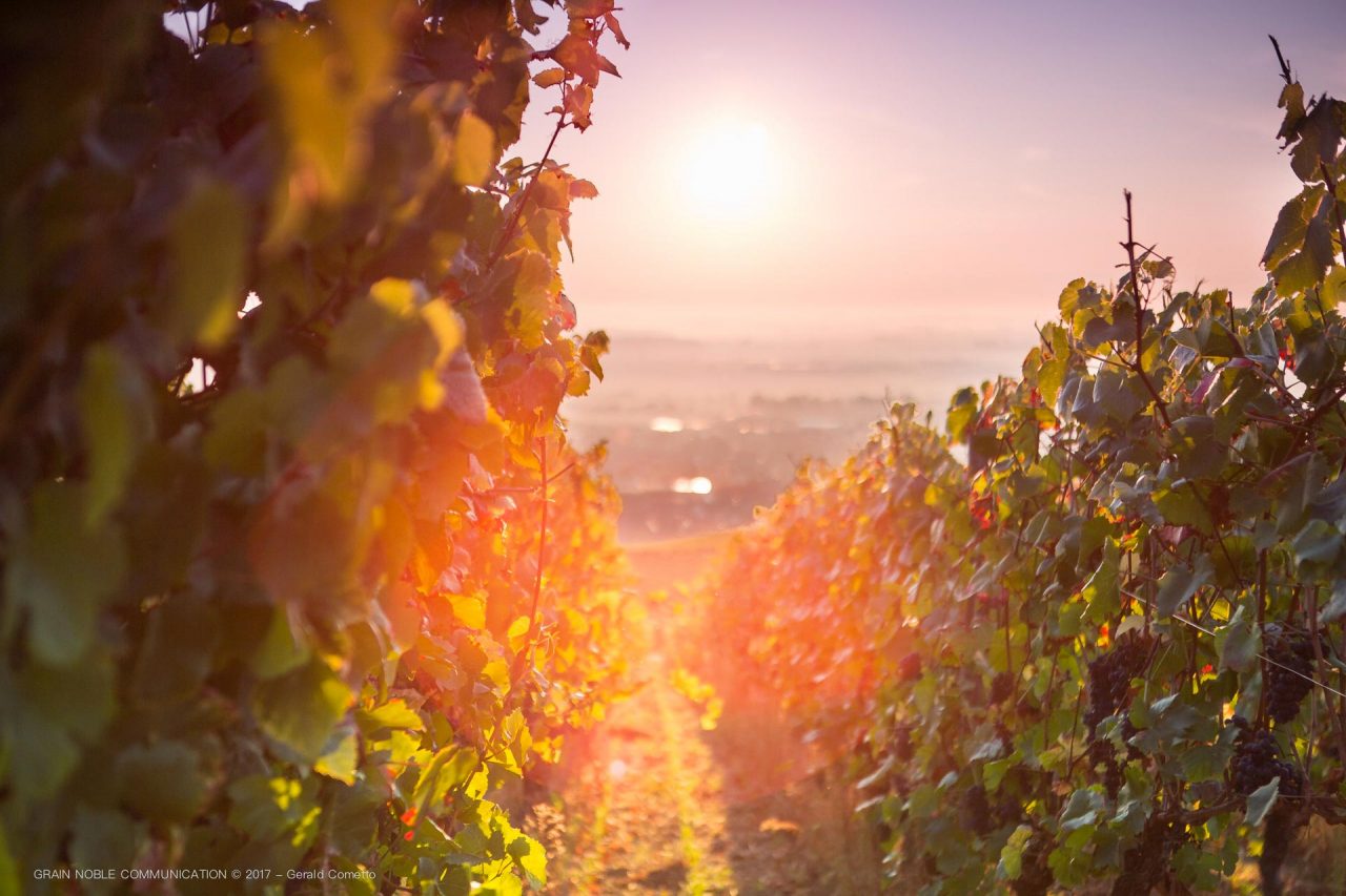 Vignes au coucher du soleil · Dambach la Ville