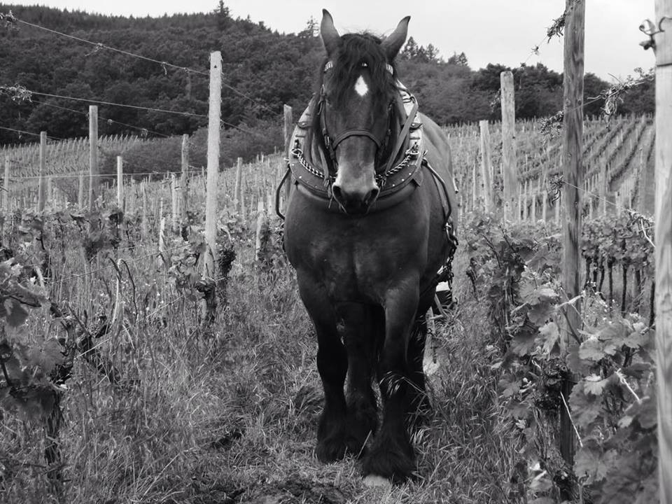 Cheval de trait dans les vignes