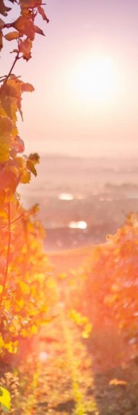 rangée de vigne de pinot noir avec le soleil qui va sur les feuilles
