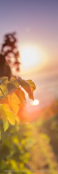 photo d'une feuille de vigne avec le soleil en arrière plan