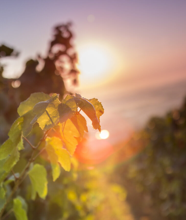 Coup de chaud à la vigne