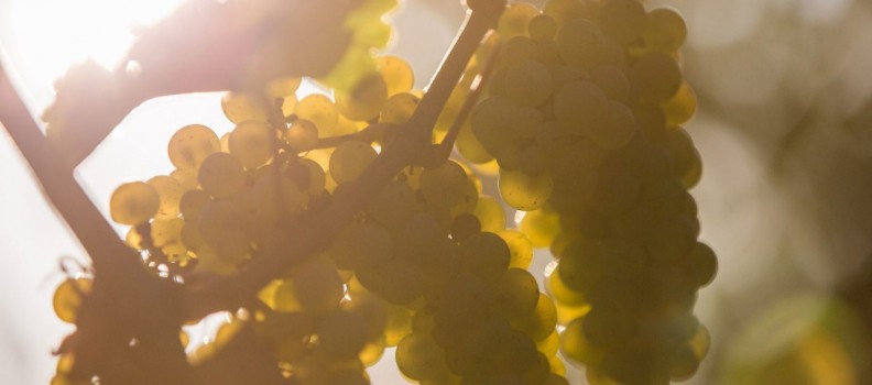 Grand Cru Frankstein, Riesling 2016 – Coup de coeur du Figaro
