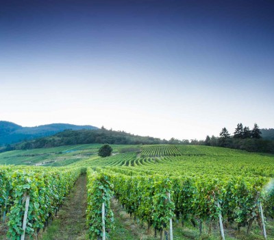 Vis ma vigne : l’été chargé de la famille Frey