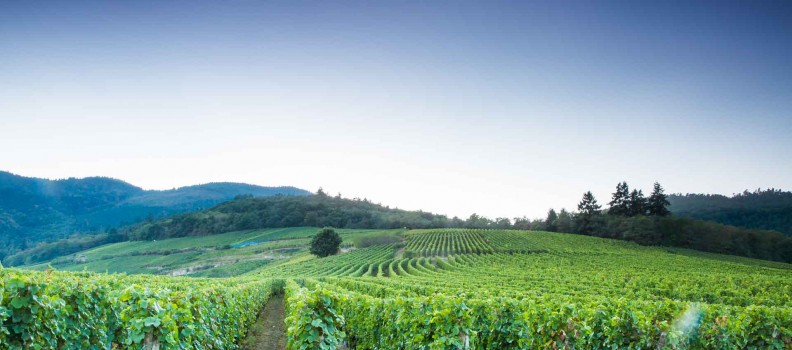 Vis ma vigne : l’été chargé de la famille Frey