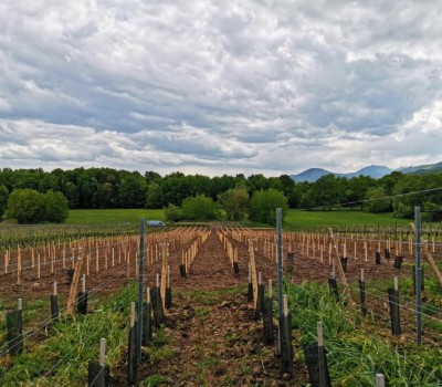 Plantation dans le lieu-dit Blettig