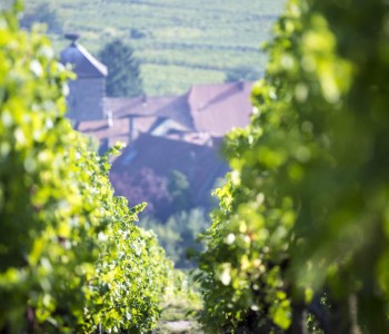 photo d'une rangée de vigne avec des maison en fond