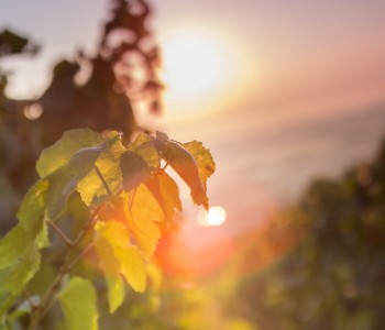 photo d'une feuille de vigne avec le soleil en arrière plan